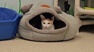 Shelter Kitten Hilda Cautiously Watches Roommate Shenanigans From Inside Giant Fish [REAL]