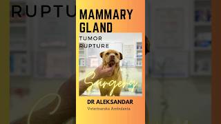 ⚠️WARNING⚠️ Dog Mammary Gland Tumor Rupture #tumor #cancer #surgery #vet #veterinar #shorts #vet