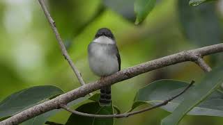 Gray-breasted Prinia at Dongarmatha, Parshuram, Maharashtra, Jun 24