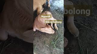 sapi bocil ngorok