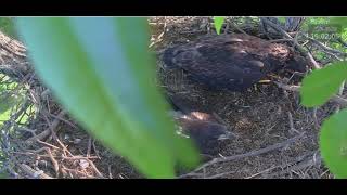 05 18 24 Bartlesville eaglet with food stuck