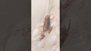 Frog on the wall #frog #shorts #youtubeshorts #short #shortsfeed