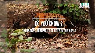 Do You Know How Many Tigers Subspecies In The World Teaser