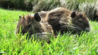 Nutria (Biberratte) auf der BUGA Heilbronn 2019