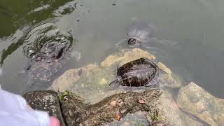 Feeding to turtles and fish at the pond