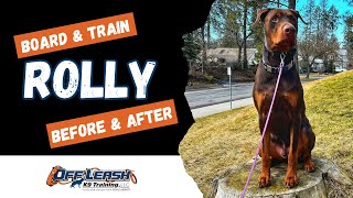 Doberman, 1 y/o, “Rolly” | Amazing Doberman Training