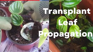 Transplanting Watermelon Peperomia #watermelonleafpropagations #pepperomiacaretips #hntvabaguio