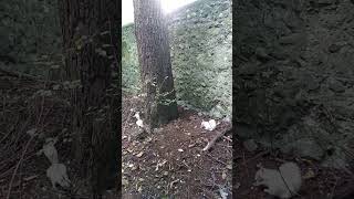 two white squirrels under tree 🐿️🌲🐿️