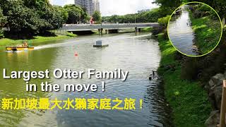 Up close Singapore Largest Otter Family travelling from Kallang River to Bishan 新加坡最大水獭家庭之旅新加坡自然野生动物