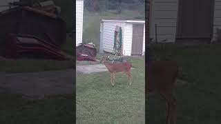 deer in back