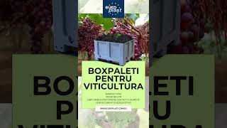 Boxpaleti pentru viticultura