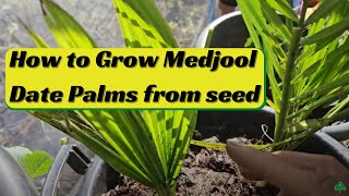 How to grow Medjool Date Palms from seed