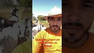 Quanto paguei por cada novilha no aluguel #roça #gado #fazenda