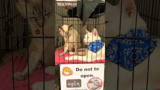 Тайские кошки в одном из отелей Таиланда #thailand ##cat