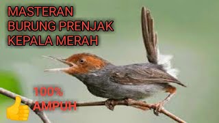 masteran Burung Prenjak Kepala Merah