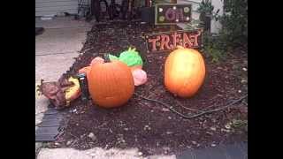 Pittman's Pumpkin Patch, Pittman's Garden Patch 2015 Part 18