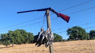 Caça ao Pombo Torcaz - A Paixão Azul.