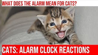 Cats and Alarm Clocks: Startling Morning Antics!