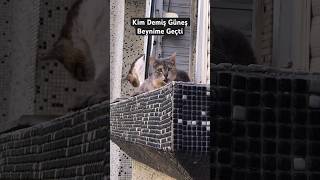 Sıcaktan Etkilenmeme Seviyem 🫠 #shorts #viral #short #cat #youtube #shortvideo #youtubeshorts #fyp