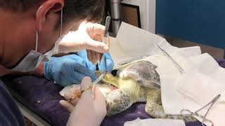 Getting Creative with Sea Turtle Rehab