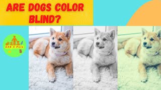 Are dogs color blind? | What colors can a dog see?