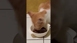 Ayo Makan Yang Banyak, Oyen!#shorts