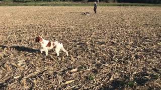 Pourquoi ce chien de  4 mois ne bourre pas , coule et fait des arrêts