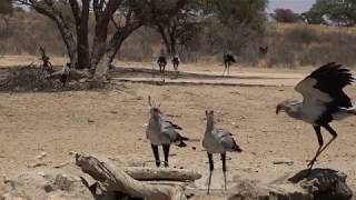 Secretary Birds - Kgalagadi Transfrontier Park