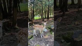 Safari Park Montreal Canada #shorts