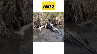 PART 2 : Survival Battle_ Python vs Alligator| Intense fight | Huge snake