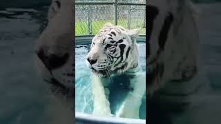 White tiger taking bath in swimming pool