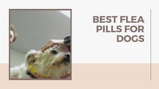 Best Flea Pills for Dogs