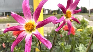 Dahlia 'Honka Rose' - FarmerGracy.co.uk