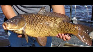 INDIAN FISH FARMING ! FISH NETTING ! GRASS CARP. COMMON CARP.