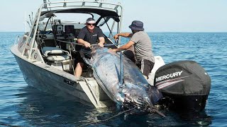 Amazing Fastest Giant Swordfish Fishing Skill - Catching and Processing Hundreds Tons of Sea Urchin