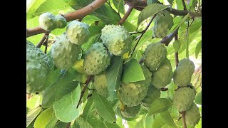 HOW TO GRAFT NORTH AMERICA SUGAR APPLE TO AUSTRALIA SUGAR APPLE TREE (Sweetsop)