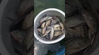 Male and female tilapia brood-stocks