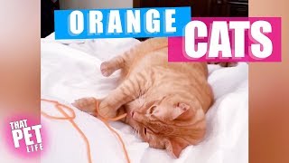 Heroic Orange Cats That Will Give You Life | Funny Cat Videos