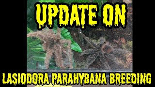 Quick update on LP Breeding Project!