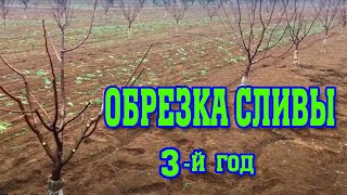 Правильная ОБРЕЗКА СЛИВЫ/ 3-й год после посадки/ опытный участок/pruning plums for the 3rd year