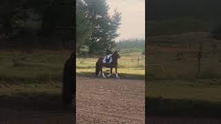 She’s so sweet🥰❤️❤️ #horse #equestrian #ponypower #horsetype #shortvideo #ponylover #ponyhorse