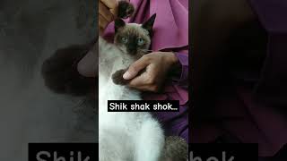 shik shak shok🙀🙀🙀 #siamese #siamesecat #kucingsiam