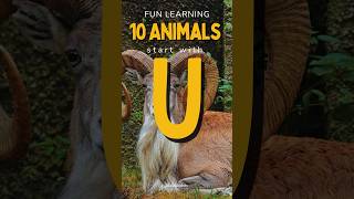 10 Unbelievable Animals Starting with 'U'! #shortsanimalsvideos