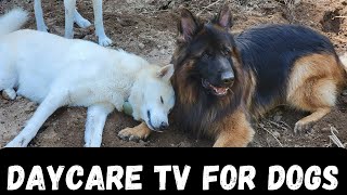 Daycare TV for your dog 🐶🐕🐩  Keep your dog busy while you are away or entertained while you cuddle