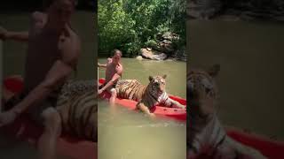 Kayaking with a tiger on board