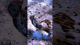 This pufferfish has eyes that sparkle like galaxies #galaxy #pufferfish #fish #poison #venom #ocean