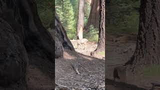 Saw this beautiful mule deer buck in the Forest Of The Giants #nationalparks #nature #wildlife #wow