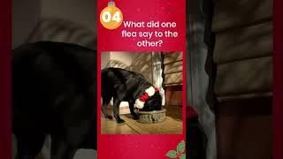 Laugh All the Way: Top 5 Funny Christmas Dog Quotes Ever!