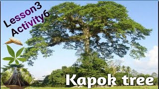 ساينس المنهج الجديد للصف الرابع الابتدائى Science prim4 2022  Adapt&survie Unit1 Lesson3 Kapok tree