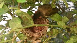 Red Whiskered Bulbul